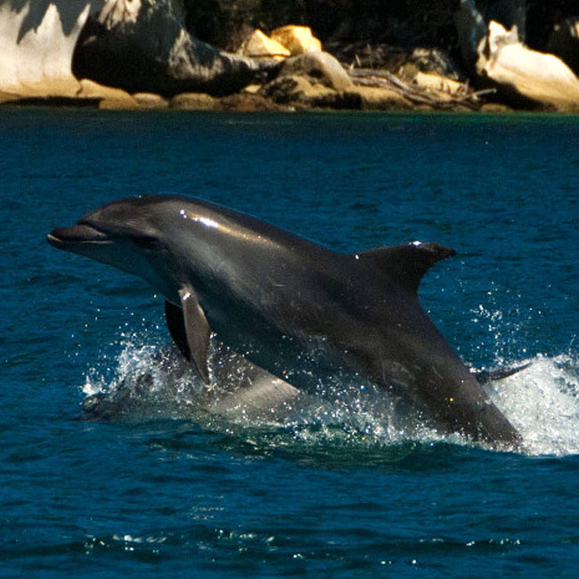 Cathedral Cove Scenic Cruises