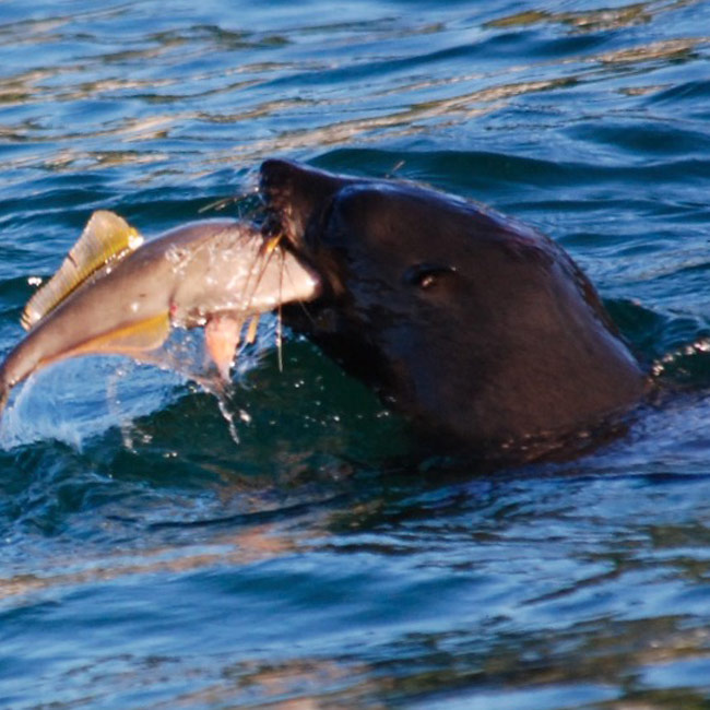 Cathedral Cove Scenic Cruises