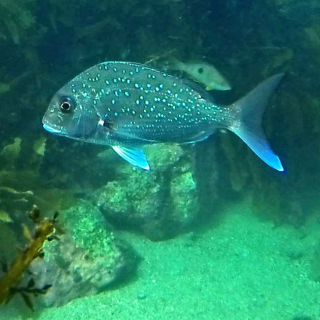 Cathedral Cove Scenic Cruises