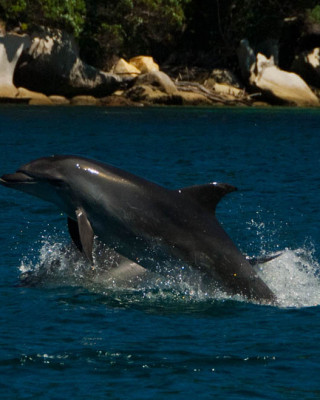 Dolphin Fun - Cathedral Cove Scenic Cruises