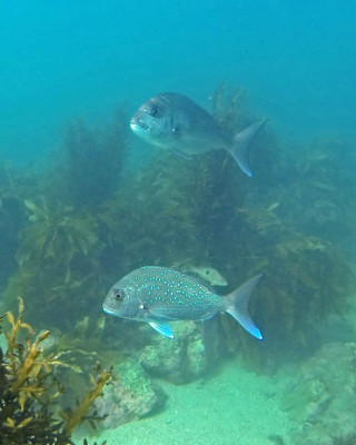 Underwater in Gemstone Bay - Cathedral Cove Scenic Cruises